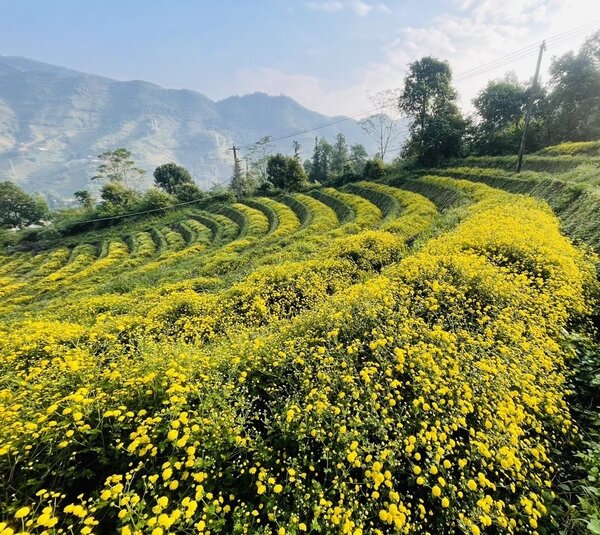 Vùng nguyên liệu trà Việt Anh